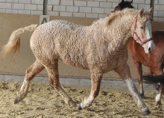Curly-Horse