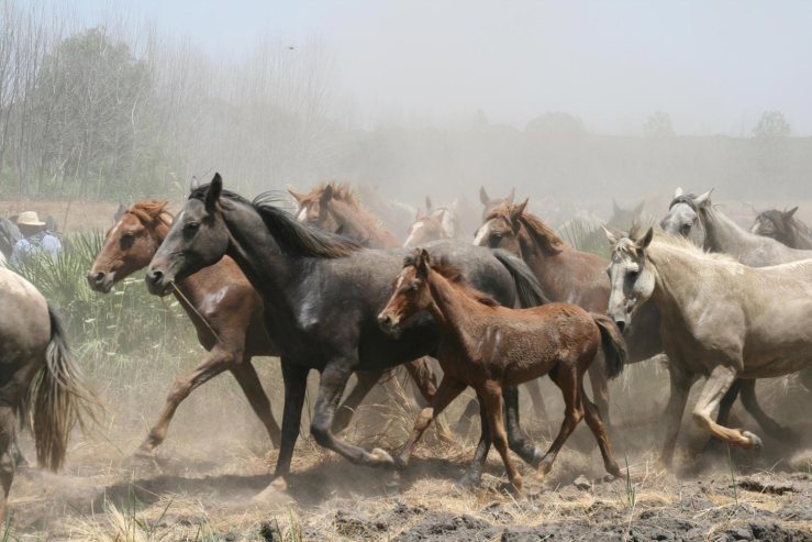 SACA-DE-LAS-YEGUAS-2008-031.jpg_597967953