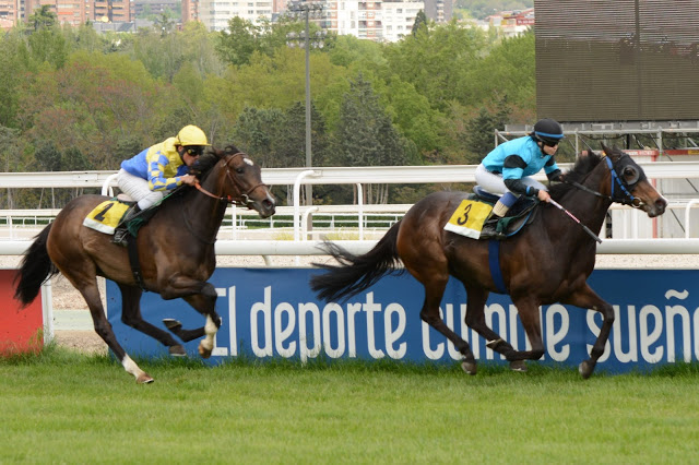 Premio P Elizalde-15-5-16-13