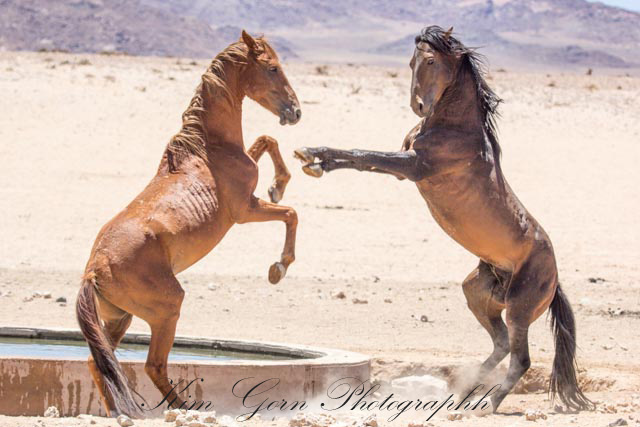 KG-6-8.02.15-Wild-Horses-353