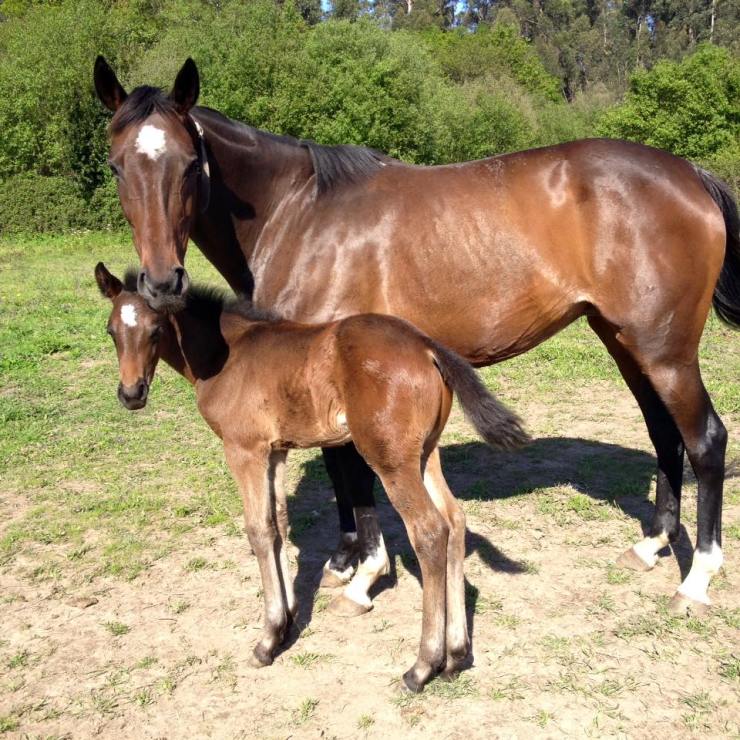 13076929_540959519418960_6716701735295384521_n